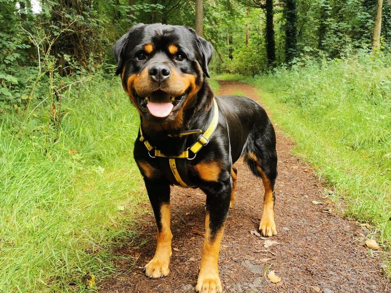 Our dogs never walk alone Dogs Trust